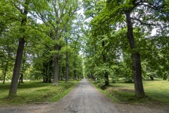 Dubová alej v zámeckém parku